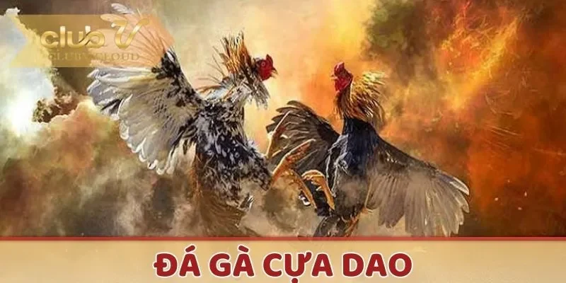 Những cú tung đòn của gà cựa dao mãn nhãn người xem