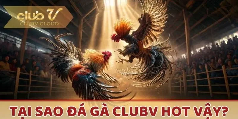 Đá gà CLUBV là chuyên mục giải trí cực Hot